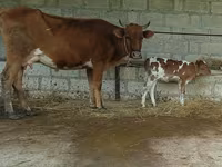 Cow, Cattle — photo 1