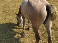 Hoppe, Azerbaijan horse — foto 4