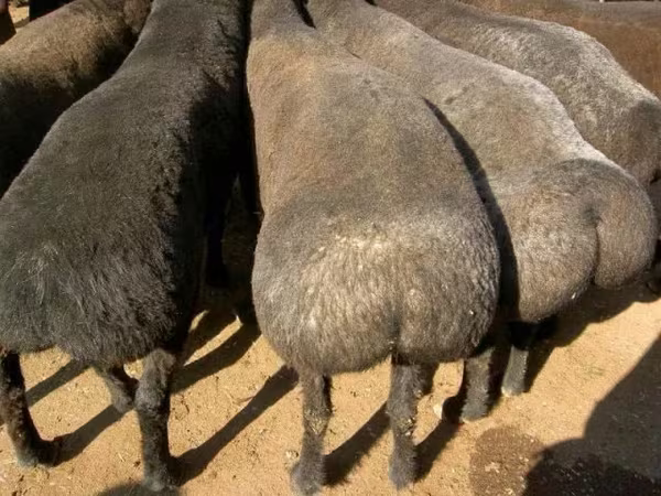 قوچ, گوسفند
