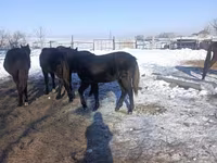 Kuda jantan, Yakutian horse — foto 3