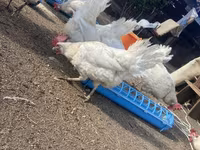 Leghorn — foto 3