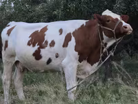 Ko, Simmental cattle — foto 1
