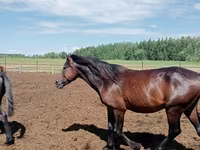 Kuda jantan, Kushum Horse — foto 2