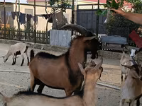 Buk, Alpine goat — foto 3