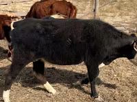 Krava, Latvian Blue cattle — foto 4