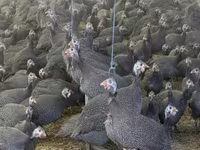 Guinea fowl — sawirka 1
