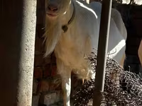 Koza, Saanen goat — fotografija 3