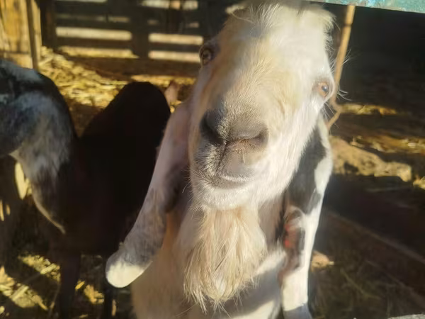 بز نر, Beetal goats