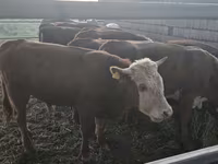 Bou, Vaca kazahă cu cap alb — foto 1