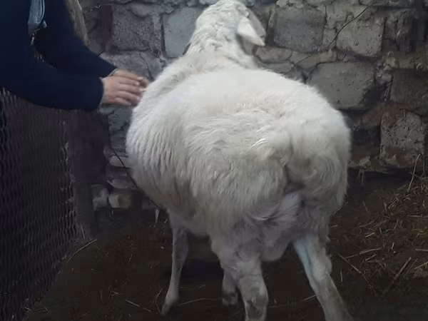 Ram, Sheep — Uzbekistan