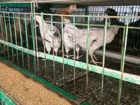 Chickens — تصویر 6