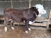 Lembu ternakan (lot, jantina tidak dinyatakan), Cattle — foto 1