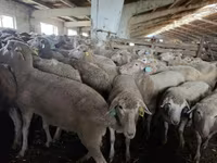 በግ, Kuibyshev sheep — ፎቶ 1