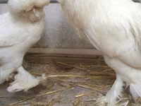Chickens — تصویر 1