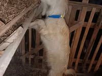 Kambing betina, Saanen goat — foto 6