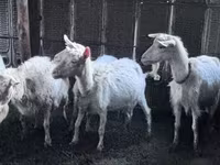 بز ماده, Saanen goat — عکس 1