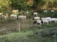 Ovce, Cameroon sheep — foto 7