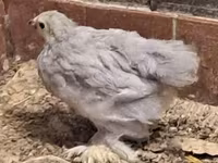 Bantam Pekín — foto 1