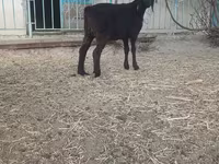 Бузғола, Бузҳо — акс 7