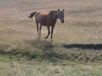 Mare, Horses — photo 3