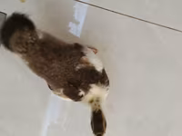 Ducks — foto 4