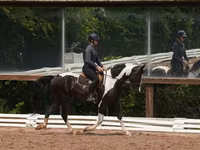 ცხენი, Friesian — ფოტო 7