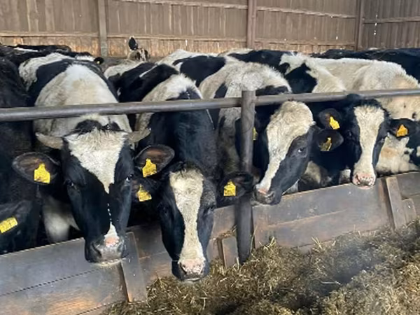 Cow, Russian Black pied cattle