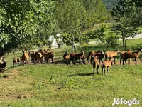 양(암수 미지정, 묶음), Cameroon sheep — 사진 2