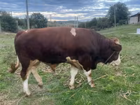 گاو نر, Simmental cattle — عکس 1