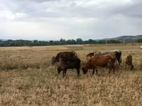 Buğa, Mal-qara — foto 2