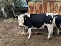 Krava, Russian Black pied cattle — fotografija 2