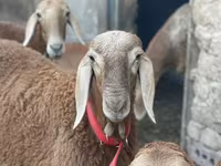 مینڈھا, Arashan sheep — تصویر 2