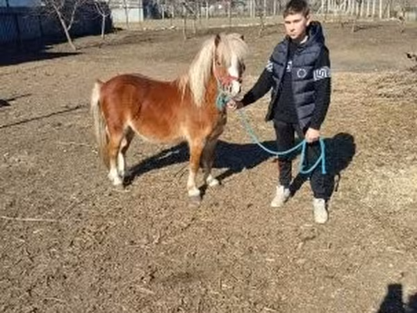公马, Horses