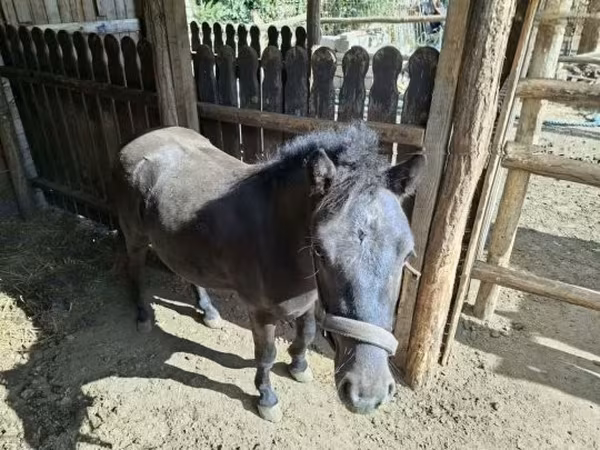 公马, Horses
