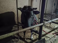 Krava, Russian Black pied cattle — fotografija 2