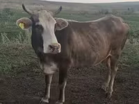 Bò cái, Gia súc — ảnh 1