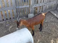 Ziege, Alpine goat — Foto 2