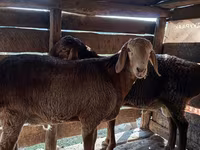 Қошқар, Hissar sheep — 4-сурет
