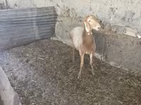 قوچ, Rhon sheep — عکس 2