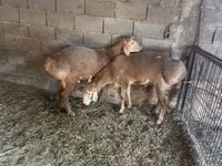 Montone, Arashan sheep — foto 1