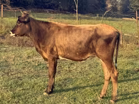 Mucca, Bovini — foto 3