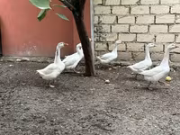 Geese — புகைப்படம் 3