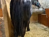 Hingst, Hästar — foto 1