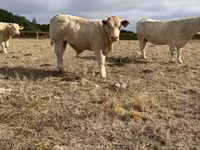 Lembu jantan, Charolais cattle — foto 4