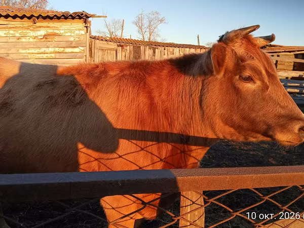 วัวตัวเมีย, Swiss cattle
