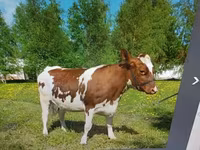 گاو ماده, آیرشایر — عکس 5