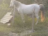 Koń, Azerbaijan horse — zdjęcie 1