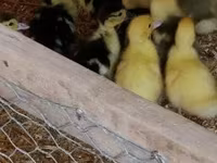 Ducks — عکس 3