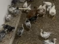 Chickens — foto 2