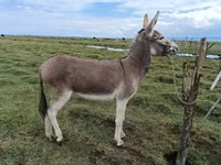 گھوڑی, گھوڑے — تصویر 1